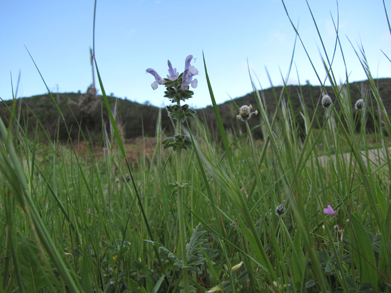 Salvia clandestina